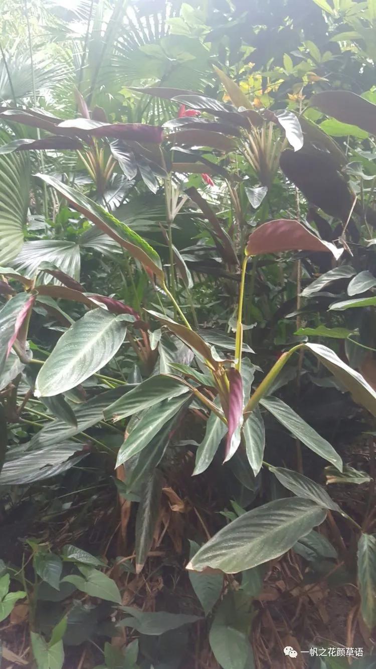 紫背竹芋卧花竹芋,紫背竹芋图片和名称