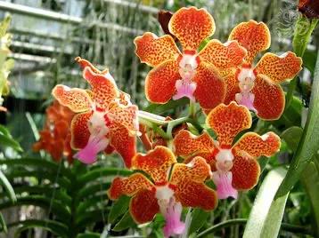 零零后女孩培育出世上最美的几种花，无论如何也要种上一朵