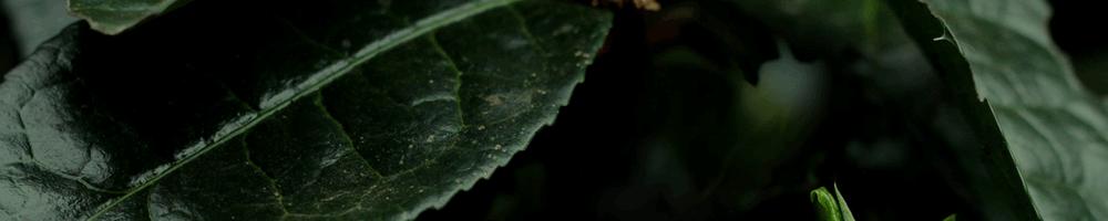 开明古韵2018枣香普洱熟茶200克,2018古韵沉香熟茶一饼357g