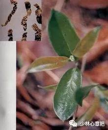 动物中药功效大全,中药药材大全及功效