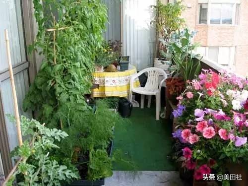 怎样在纸上种菜,纸上种菜的技术很简单