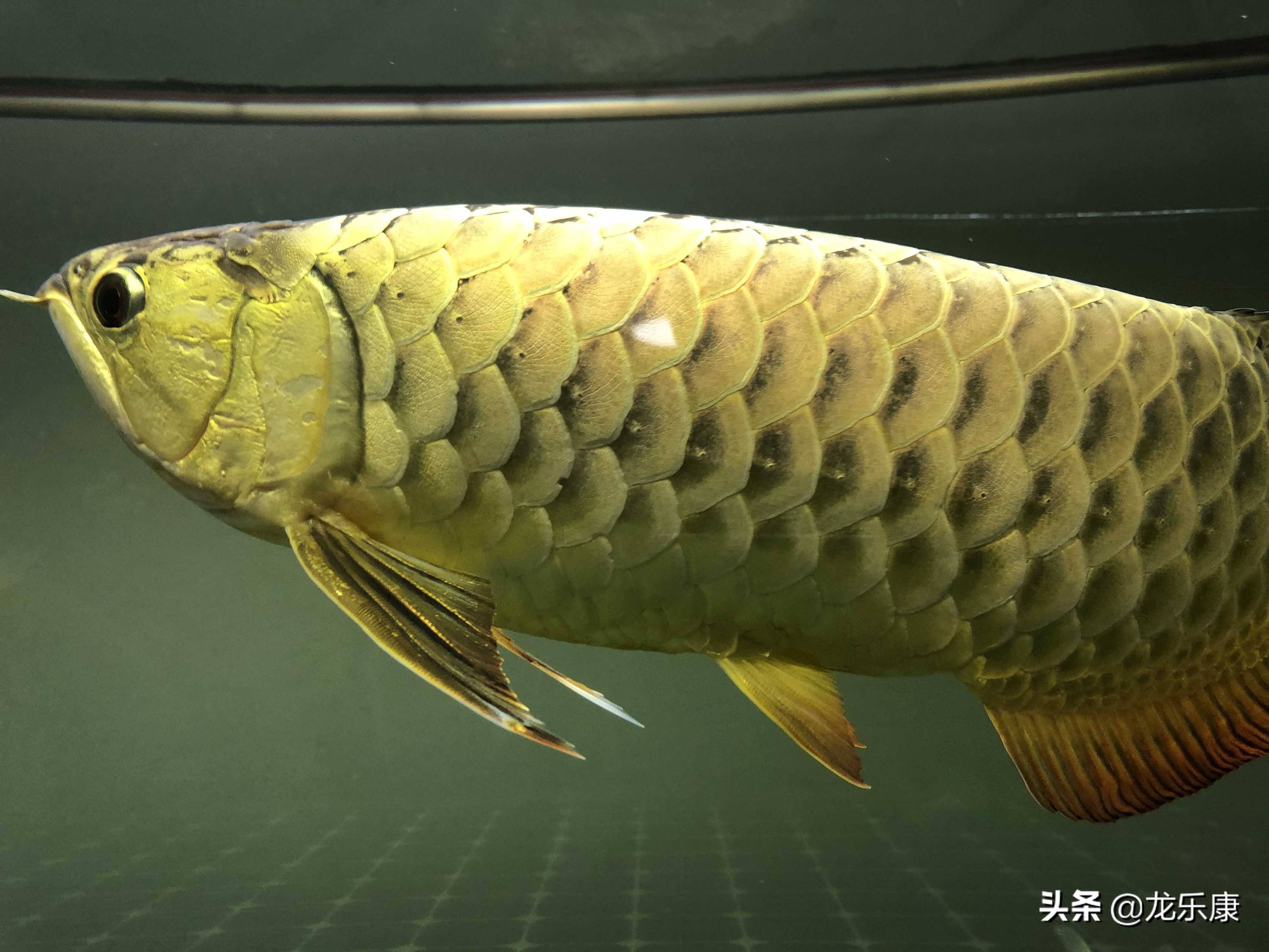 龙鱼每日小喂还是多日大喂,龙鱼不吃东西撞缸