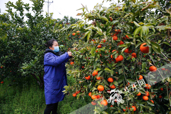 开州区长直播卖橙子,开州区长直播卖货
