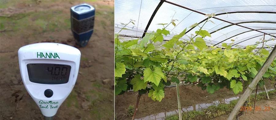 盐碱土,作物不爱长怎么办?