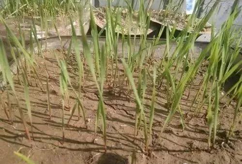 麦田里节节麦怎样根除,节节麦野燕麦雀麦图片