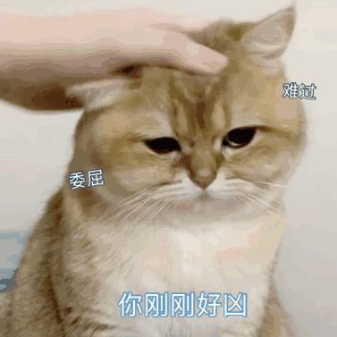 怎么让猫咪反抗狗狗的欺负,为啥猫咪不打老人