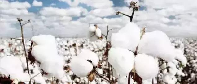 南疆小县城的百年饮料，制作技术堪比茅台，被誉为中国白兰地