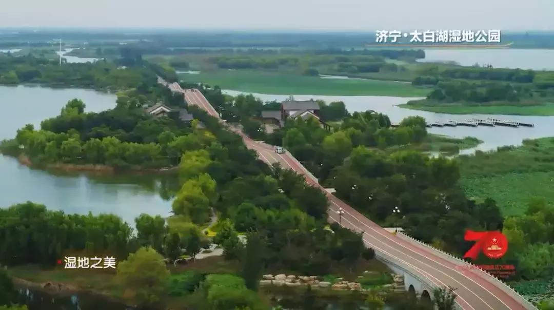 济宁任城湿地公园荷花,济宁莲花湿地