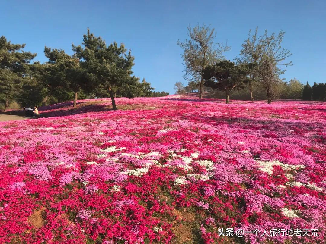 北方这座海滨老城，樱花不输日本，浪漫更胜巴黎