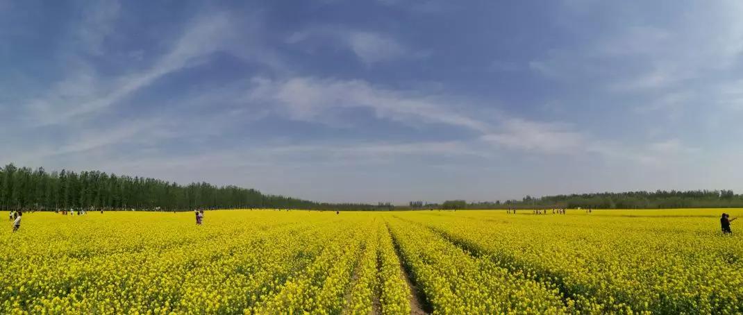 廊坊市赏花踏青第一名,廊坊赏桃花景点
