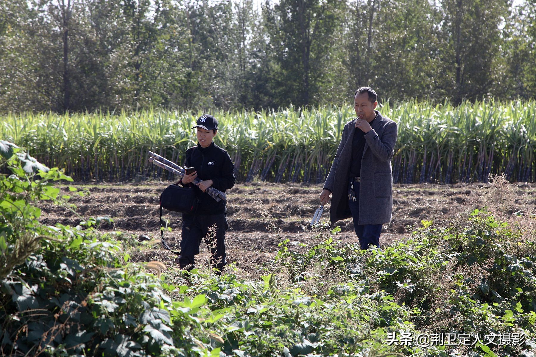 高标准农田种植水果甘蔗,山西农民种甘蔗