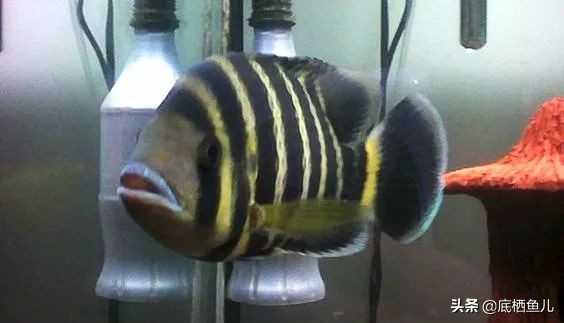 水族界的平头哥,鱼缸界平头哥