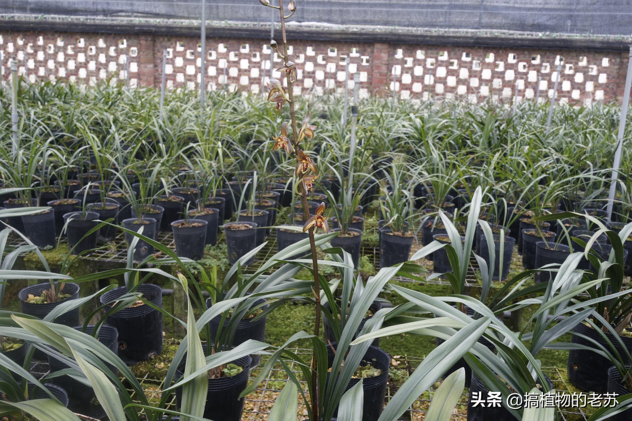 带你看兰花,带你看看蝴蝶兰