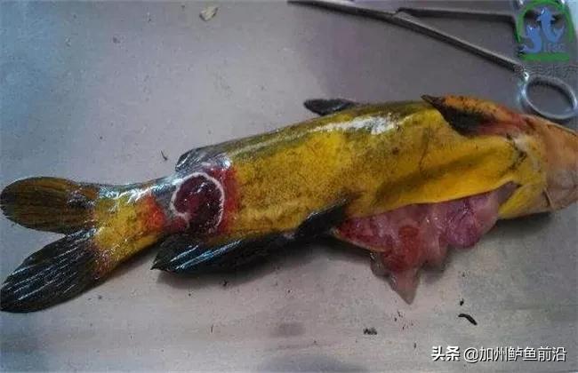 黄颡鱼病怎么治疗,黄颡鱼病害防治水产养殖
