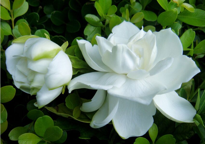 栀子花怎么养不黄叶叶子绿油油,栀子花黄叶的原因及处理方法图片