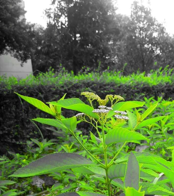 江枫千帆,江枫遇见邀月