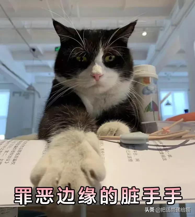 猫故事书籍,猫故事小说