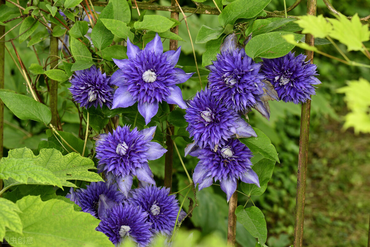那些令人赞叹的庭院花卉,5种庭院生活方式的花卉