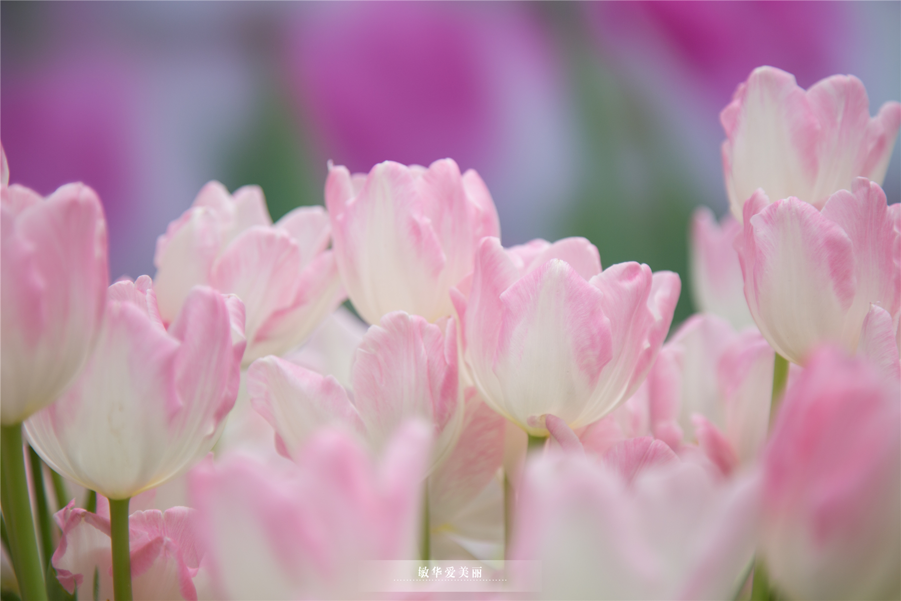 百万葵园攻略地图大全,百万葵园游玩注意事项