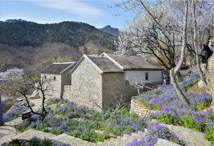 天蒙山踏青赏花,蒙山景区赏花