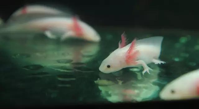 奇特尾巴的龙鱼图片,背鳍变异龙鱼图片