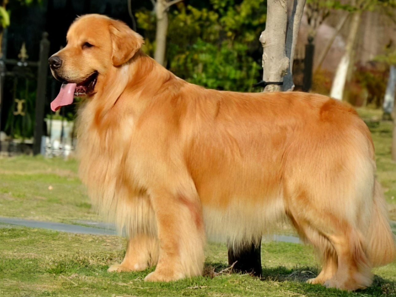 金毛犬一个月怎么看纯不纯,300块钱的金毛犬纯不纯呢