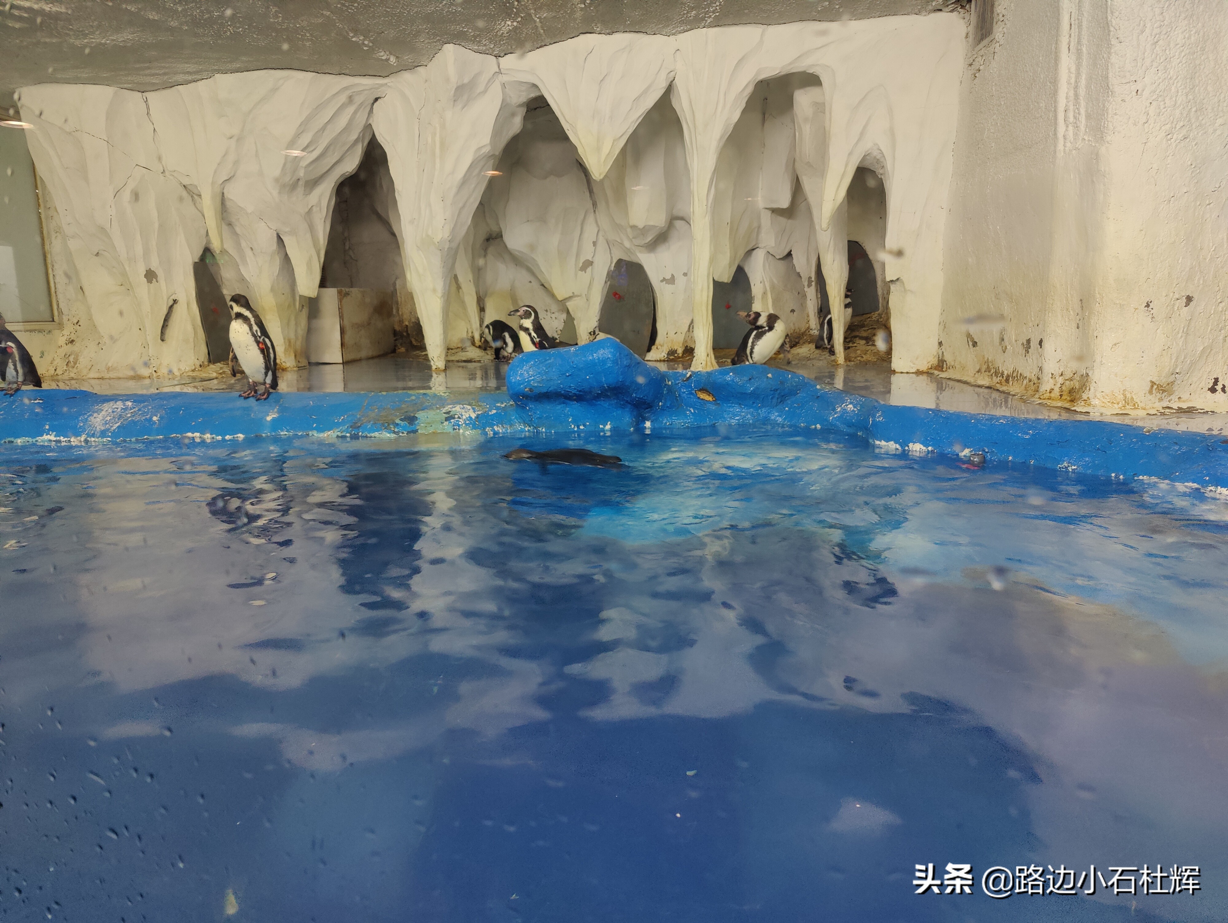 北京海洋馆海底世界和动物园攻略,游北京动物园海洋馆