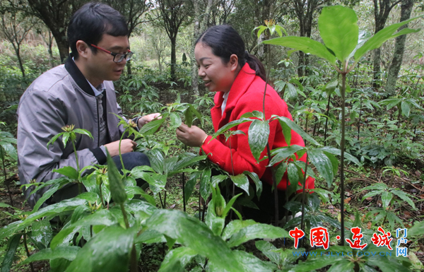 连城县赖源乡:建成七叶一枝花产业基地