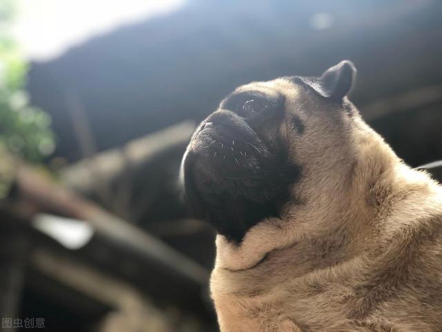 巴哥犬要怎么养才会健康呢,巴哥犬为什么不建议新手养