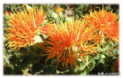 明明是黄色的车牌为什么叫蓝牌,明明是紫色的花为啥还叫蓝花楹