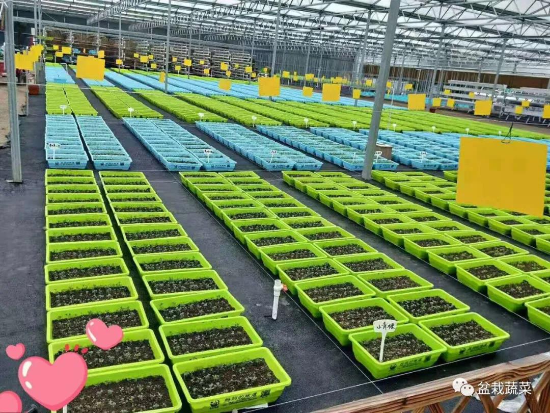 抢名额，19期中国无土栽培和土壤种植技术升级集成培训会