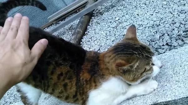 疫情期间，我家猫却发情了，我该怎么办？