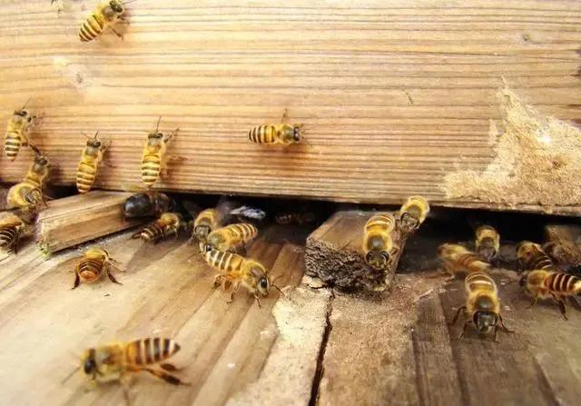老蜂农一步步教你,蜜蜂如何分蜂四步教你快速分蜂