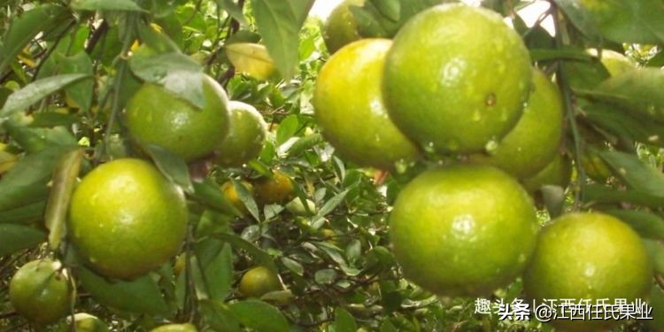 沃柑和皇帝柑有什么区别,皇帝柑和沃柑哪个好吃