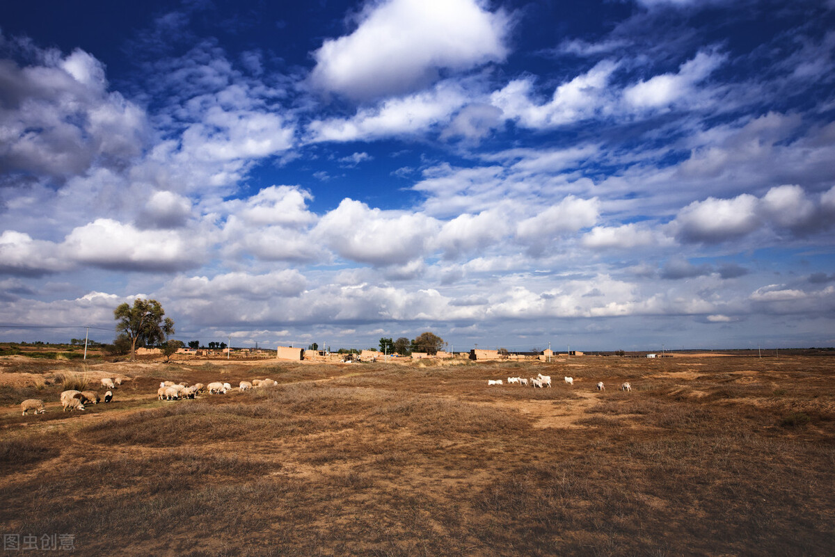 宁夏滩羊每年多少只,山上放养黑山羊100只一年赚多少钱