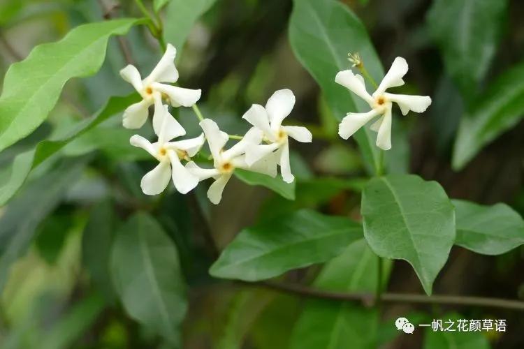 络石(Trachelospermumjasminoides)
