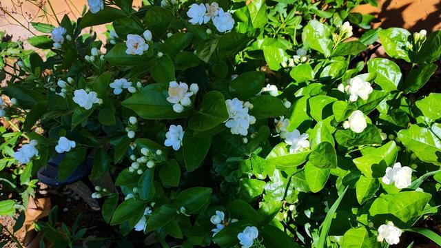 最简单的茉莉精油,重瓣茉莉精油