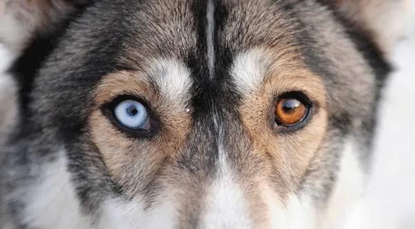 两只眼睛颜色不一样的狗子，到底有什么天赋异禀？