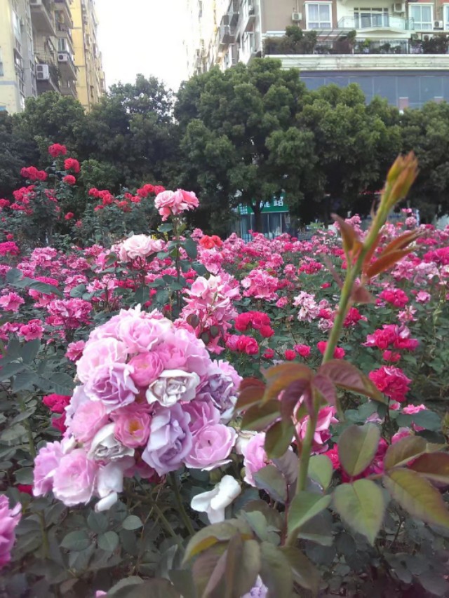 春天里的祝福短信,春天里的留言范文大全