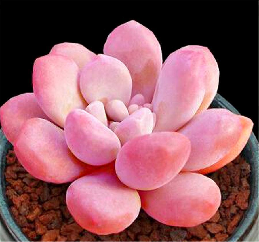 多肉四大美人图片,多肉四大美人长什么样子