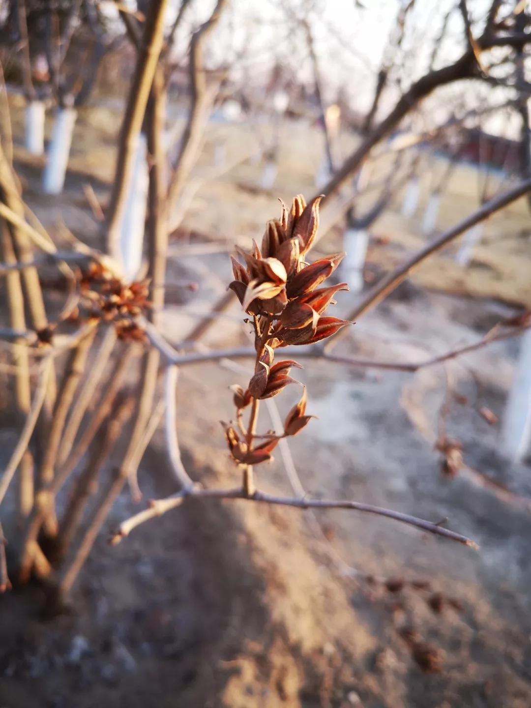 解读中药辛夷,走近中药介绍一款药茶或药酒