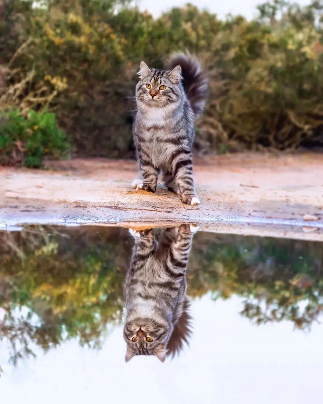 喵界的“荒野猎人”，被人误会多年，其实它才是俄罗斯的国猫