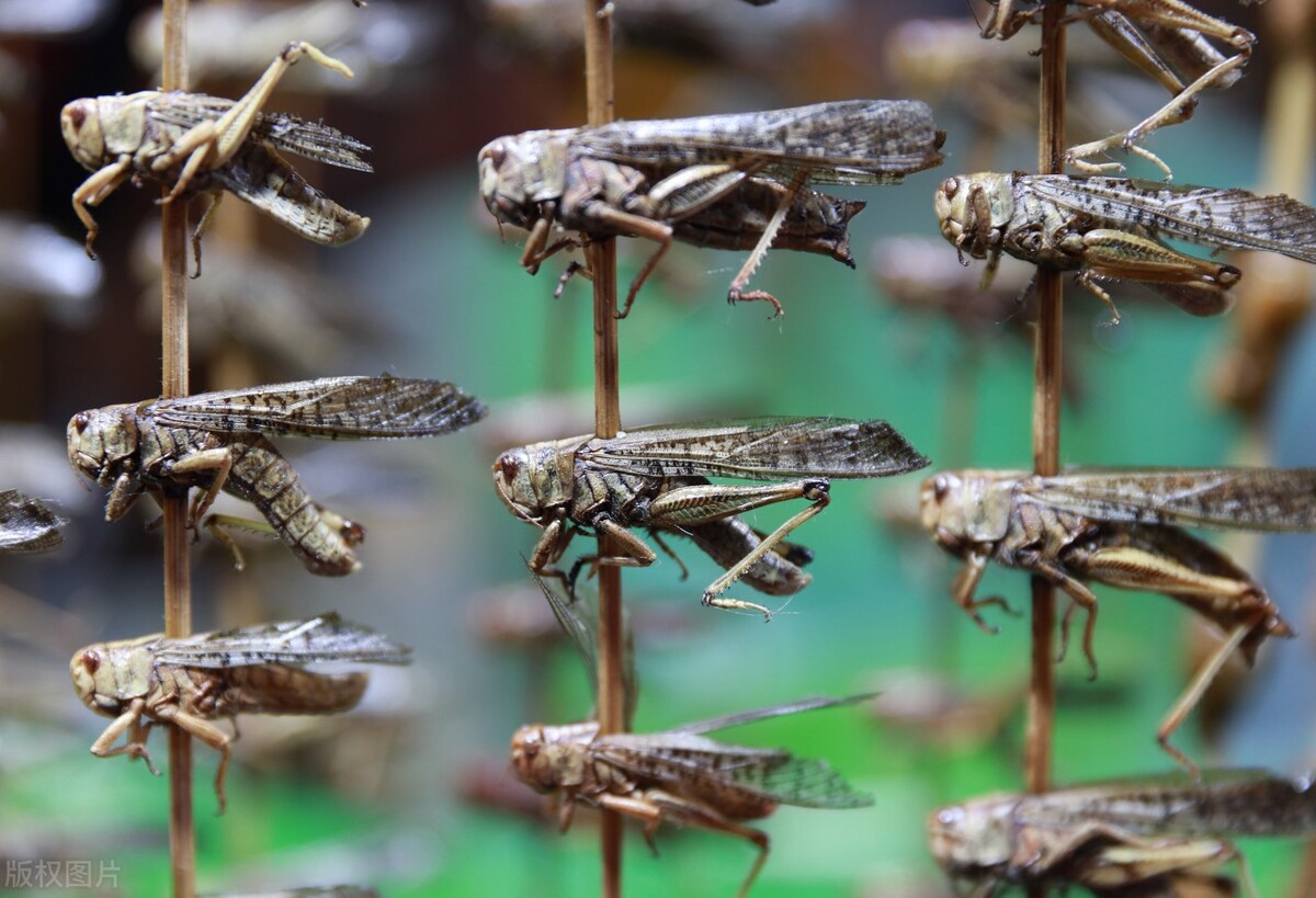 农村常见而又价值很大的虫子,农村难闻的虫子