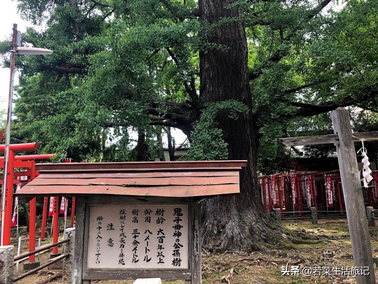东京精灵宝可梦,东京附近必去的水族馆