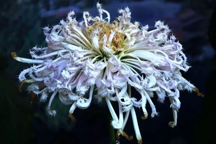 花中四君子菊花国画用笔,花中四君子菊花高清图片