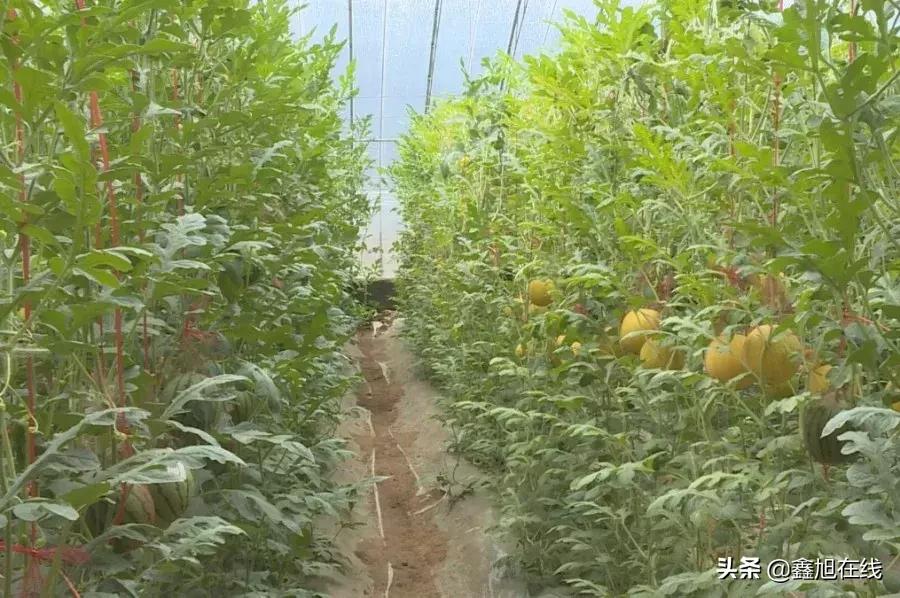 孟津县送庄镇西瓜采摘节,孟津县送庄镇袖珍西瓜
