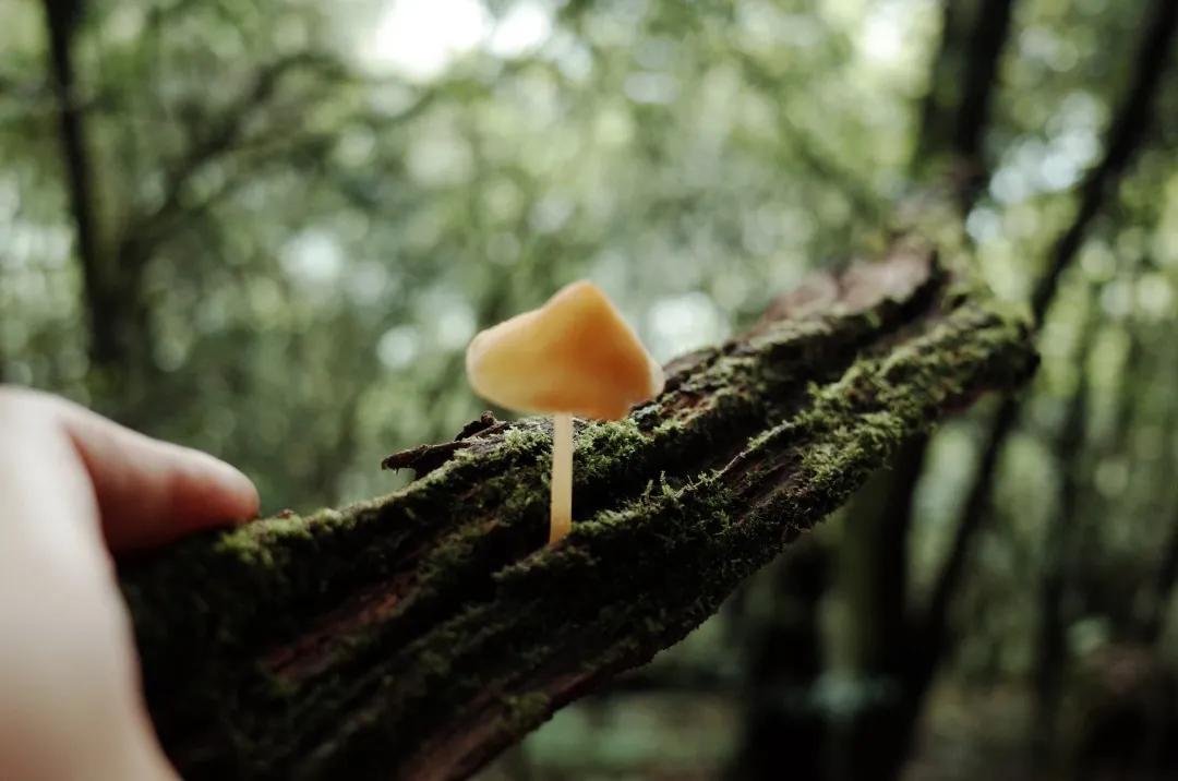 吃毒菇、睡蛇窝，只为挖一堆草，这个重庆博士要做当代神农