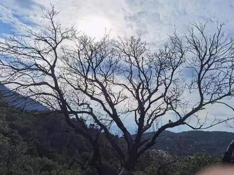 澶х編鑼跺北鏅尯,澶х編鑼跺北缇庢櫙