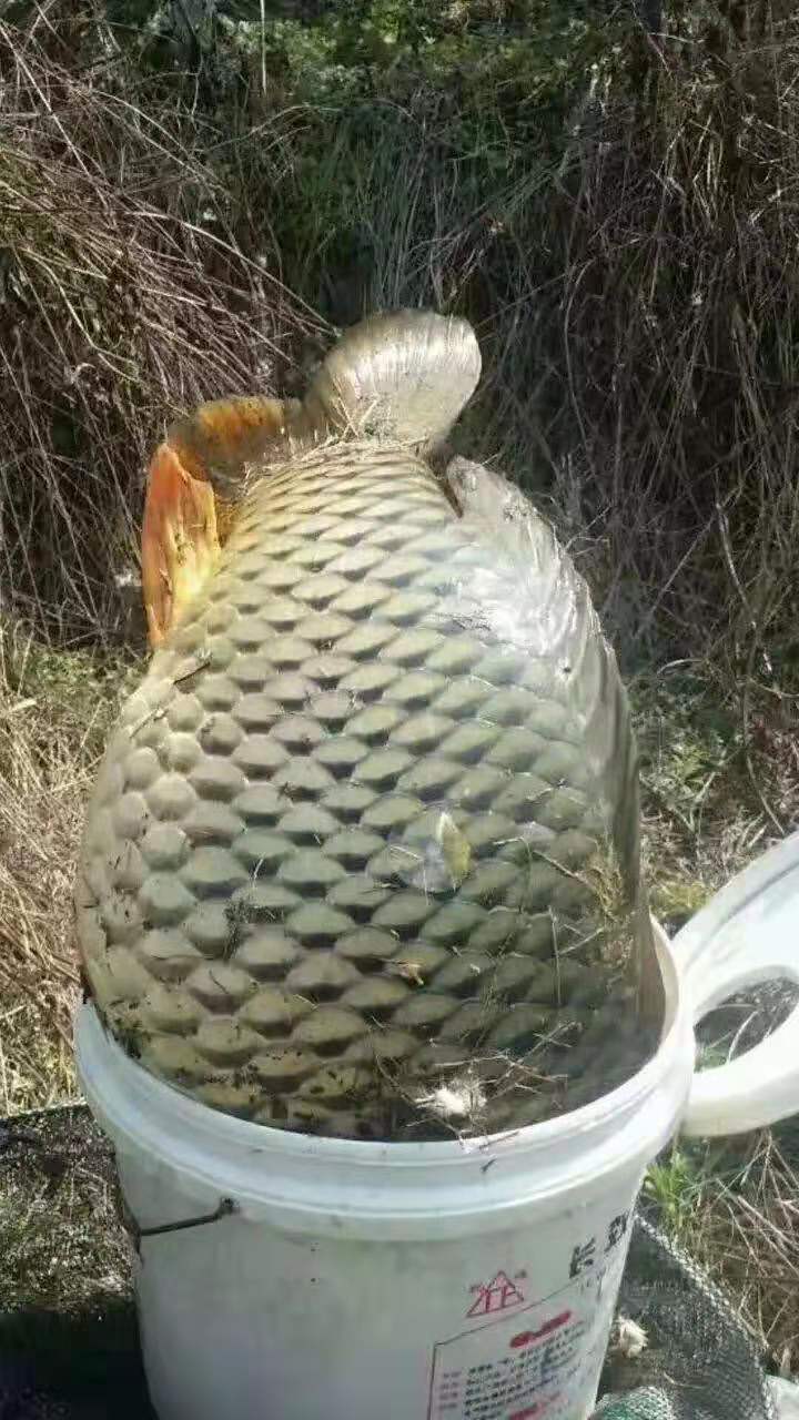 老坛玉米怎么挂钩容易中鱼,玉米钓鱼什么挂法最实用