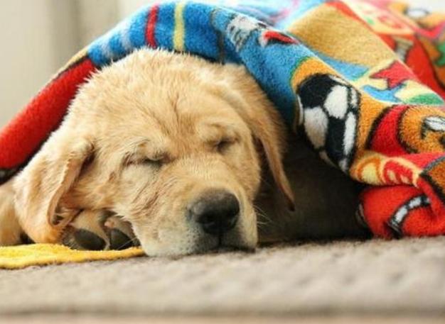 狗狗常发抖,狗狗最近经常发抖是什么原因